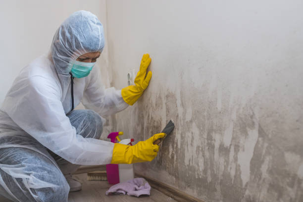 Best Toxic Mold Removal  in Youngtown, AZ