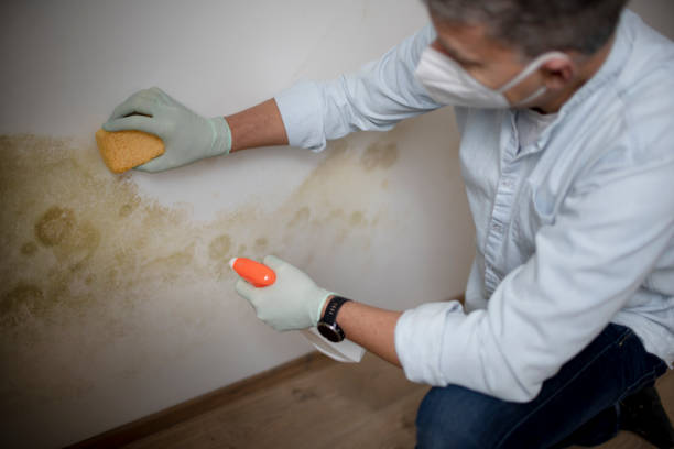 Best Mold Cleaning Services  in Youngtown, AZ