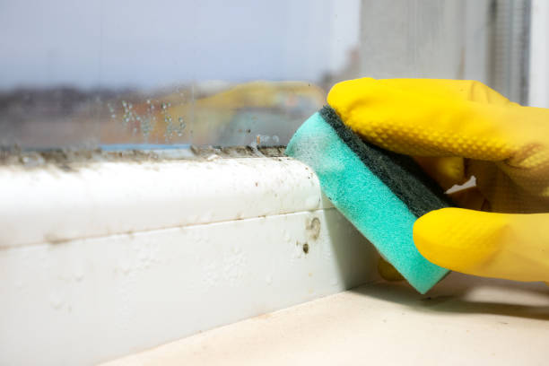 Best Certified Mold Removal  in Youngtown, AZ