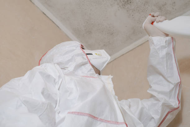 Best Office Mold Removal Services  in Youngtown, AZ