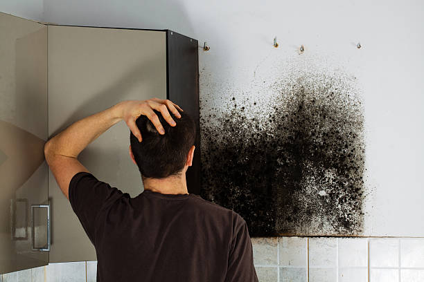 Best Mold Removal Specialists  in Youngtown, AZ