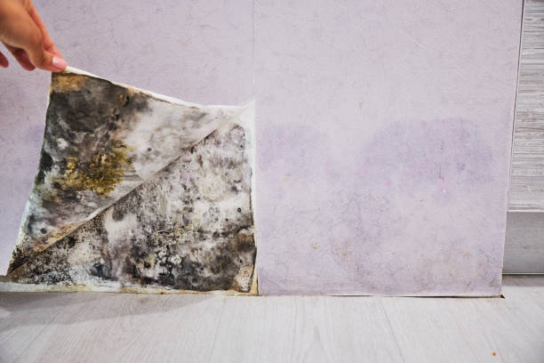 Youngtown, AZ Mold Removal Company